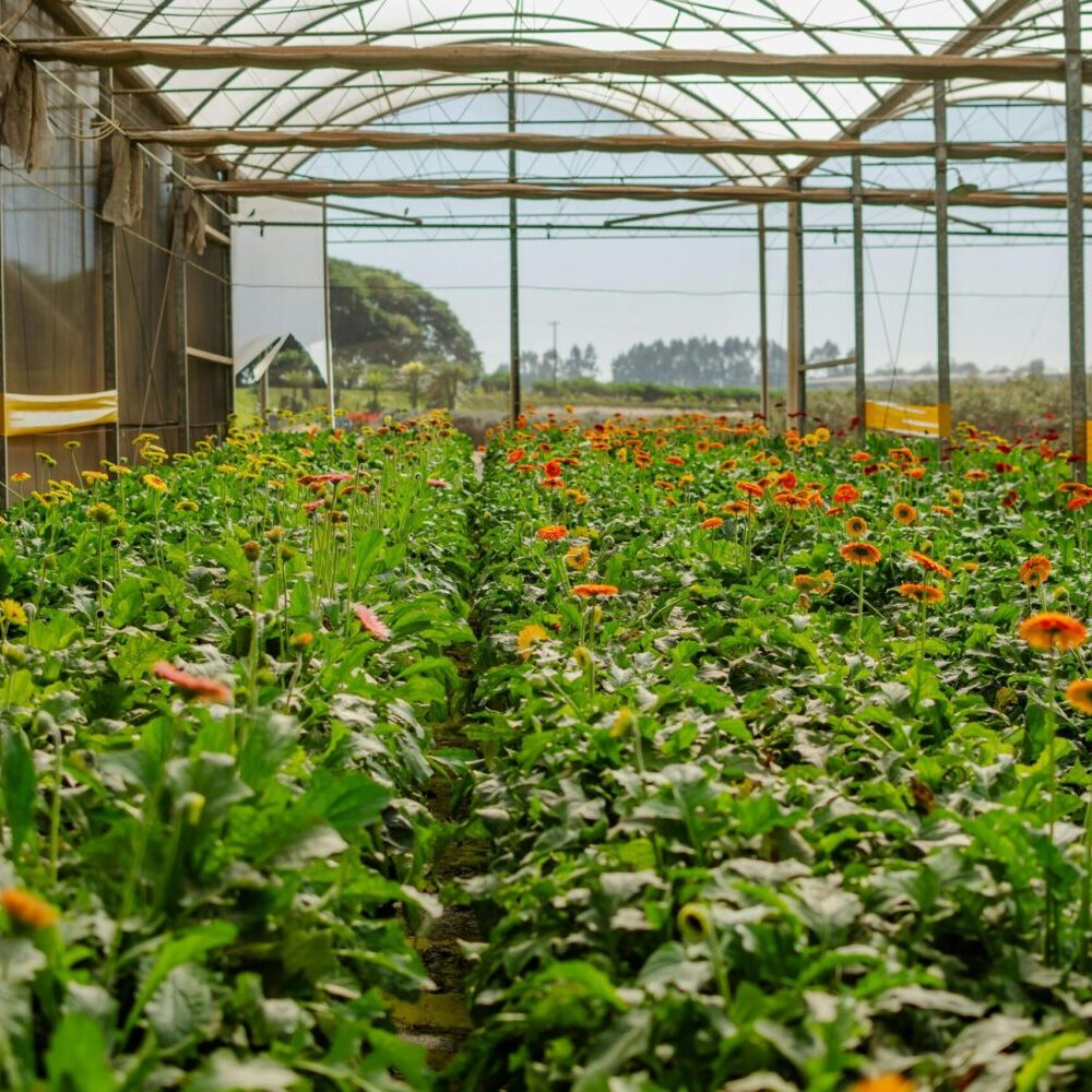 green house garden